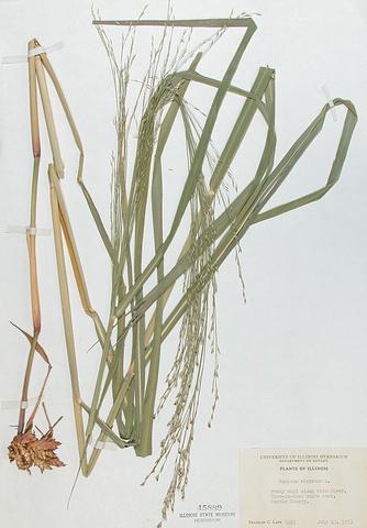 <i>Panicum virgatum</i> (Switch Grass)