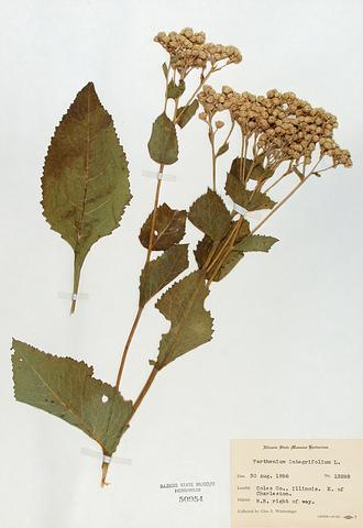 </i>Parthenium integrifolium</i> (Wild Quinine)