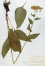 Parthenium integrifolium (Wild Quinine)
