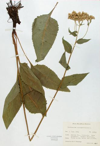<i>Parthenium integrifolium</i> (Wild Quinine)