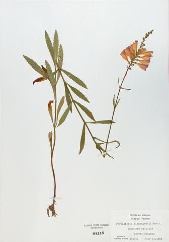 <i>Physostegia virginiana</i> (Obedient Plant)