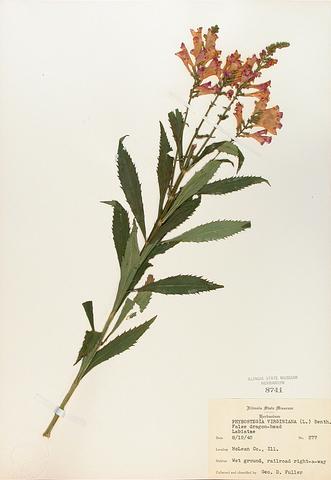 <i>Physostegia virginiana</i> (Obedient Plant)