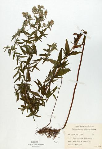 <i>Pycnanthemum verticillatum (var. pilosum)</i> (Hairy Mountain Mint)