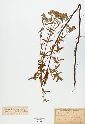 <i>Pycnanthemum verticillatum (var. pilosum)</i> (Hairy Mountain Mint