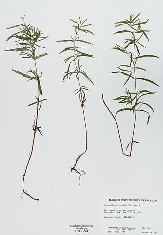 <i>Pycnanthemum tenuifolium</i> (Slender Mountain Mint)