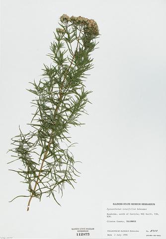 <i>Pycnanthemum tenuifolium</i> (Slender Mountain MInt)