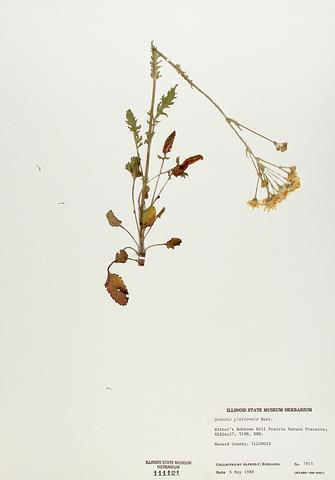 <i>Senecia plattensis</i> (Ragwort)