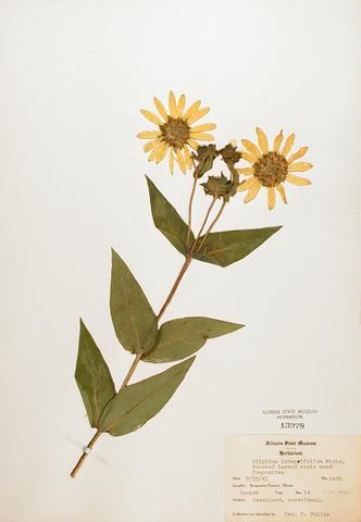 <i>Silphium integrifolium</i> (Rosin Weed)