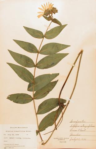 <i>Sylphium integrifolium</i> (Rosin Weed)