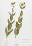 Sylphium integrifolium (Rosin Weed)