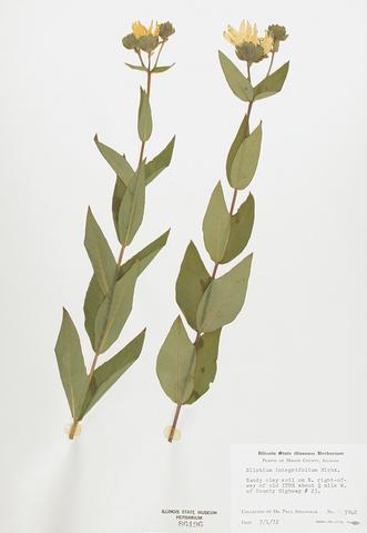 <i>Sylphium integrifolium</I> (Rosin Weed)