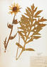 Silphium laciniatum (Compass Plant)