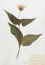 Silphium perfoliatum (Cup Plant)