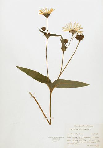 <i>Silphium perfoliatum</i> (Cup Plant)