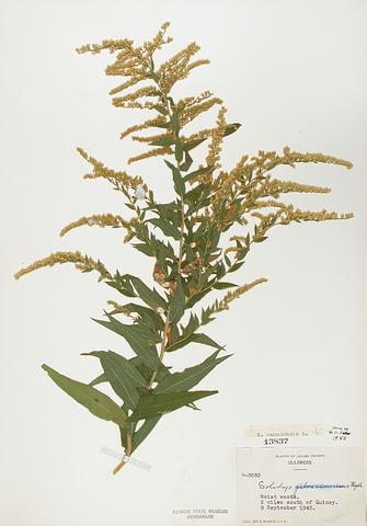 <i>Solidago canaensis</i> (Tall Goldenrod)