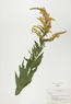 Solidago canadensis (Tall Goldenrod)