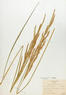 Spartina pectinata (Prairie Cord Grass)