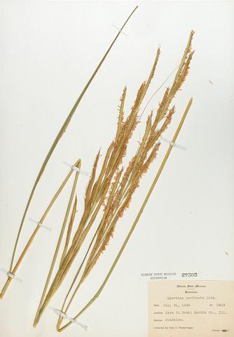 <i>Spartina pectinata</i> (Prairie Cord Grass)