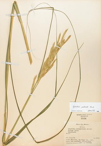 <i>Spartina pectinata</i> (Prairie Cord Grass)