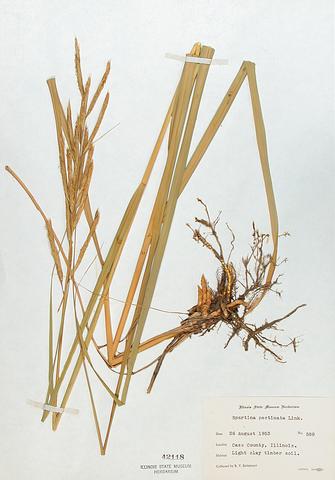 <i>Spartina pectinata</i> (Prairie Cord Grass)