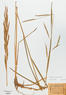 Spartina pectinata (Prairie Cord Grass)