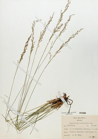 <i>Sporobolus heterolepis</i> (Prairie Dropseed)