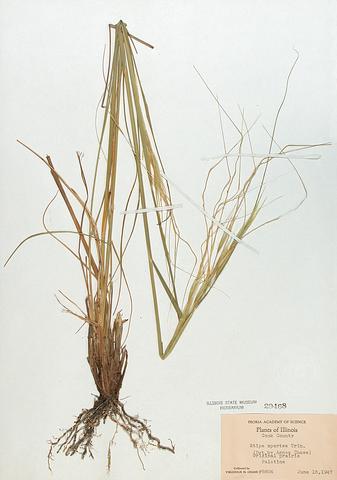 <i>Stipa spartea</i> (Porcupine Grass)