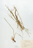 Stipa spartea (Porcupine Grass)