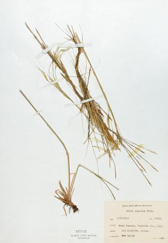 <i>Stipa spartea</i> (Porcupine Grass)