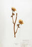 Silphium laciniatum (Compass Plant)