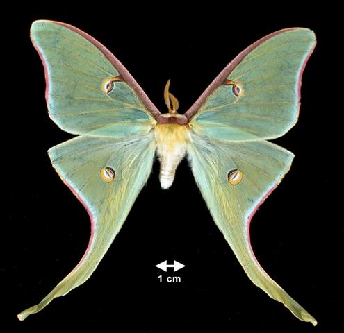 <b>Actias luna  (Luna Moth)</b>