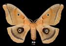 Antheraea polyphemus  (Polyphemus Moth)