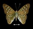 Asterocampa celtis  (Hackberry Butterfly)