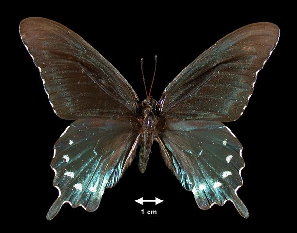<b><i>Battus philenor </i>(Pipevine Swallowtail)</b>