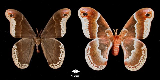 <b>Callosamia promethea  (Promethea Moth)</b>