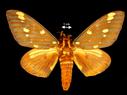 Citheronia regalis  (Regal Moth)