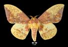 Eacles imperialis  (Imperial Moth, male)