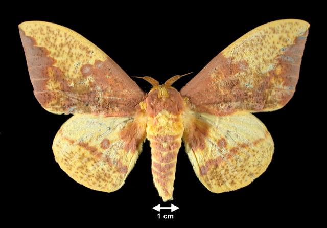 <b>Eacles imperialis  (Imperial Moth, male)</b>