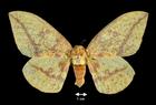 Eacles imperialis  (Imperial Moth, female)
