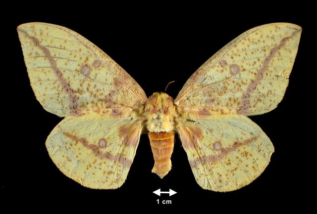 <b>Eacles imperialis  (Imperial Moth, female)</b>