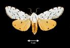Estigmene acrea  (Salt Marsh Moth)