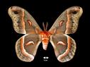 Hyalophora cecropia  (Cecropia Moth)