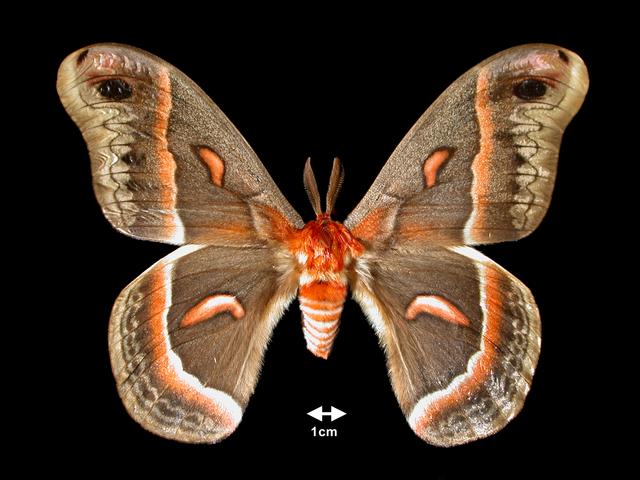<b>Hyalophora cecropia  (Cecropia Moth)</b>