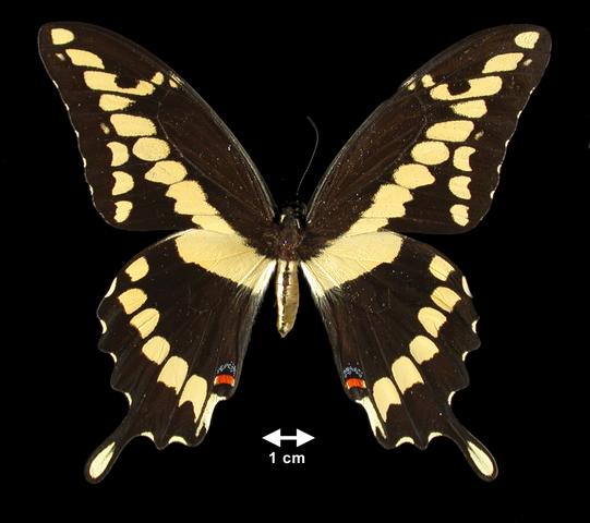 <b>Papilio (Heraclides) cresphontes  (Giant Swallowtail)</b>