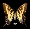 Papilio (Pterourus) glaucus  (Tiger Swallowtail Female)