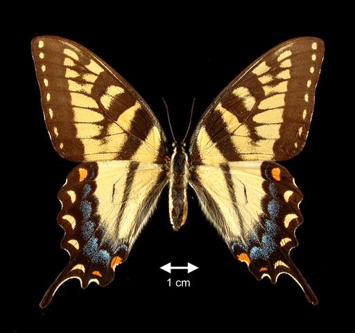 <b>Papilio (Pterourus) glaucus  (Tiger Swallowtail Female)</b>