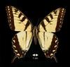 Papilio (Pterourus) glaucus  (Tiger Swallowtail)