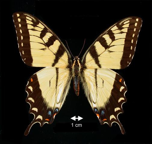 <b>Papilio (Pterourus) glaucus  (Tiger Swallowtail)</b>