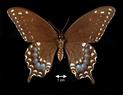 Papilio polyxenes asterius  (Black Swallowtail)