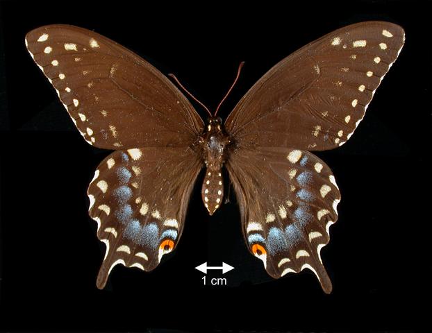<b>Papilio polyxenes asterius  (Black Swallowtail)</b>